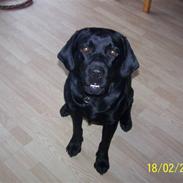 Labrador retriever Balder