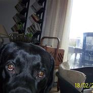 Labrador retriever Balder