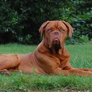 Dogue de bordeaux Deezel R.I.P