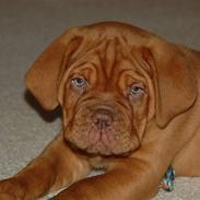 Dogue de bordeaux Deezel R.I.P