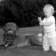 Dogue de bordeaux Deezel R.I.P