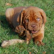 Dogue de bordeaux Deezel R.I.P