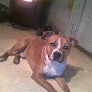 Amerikansk staffordshire terrier /Amstaff. Skurk