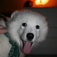 Samojedhund Storm