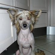 Chinese crested hårløs Chi-Chi