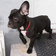 Fransk bulldog Carla