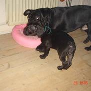 Fransk bulldog Carla