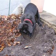 Fransk bulldog Carla