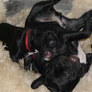 Fransk bulldog Carla