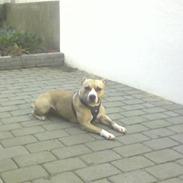 Amerikansk staffordshire terrier Hera