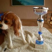 Cavalier king charles spaniel Cavasole's Fie