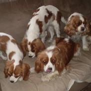 Cavalier king charles spaniel Cavasole's Fie