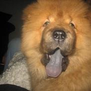 Chow chow Stagebo's X-Factor(Magnus