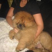 Chow chow Stagebo's X-Factor(Magnus