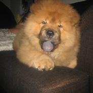 Chow chow Stagebo's X-Factor(Magnus
