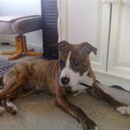 Amerikansk staffordshire terrier Chester