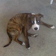 Amerikansk staffordshire terrier Chester