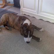 Amerikansk staffordshire terrier Chester