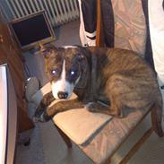 Amerikansk staffordshire terrier Chester