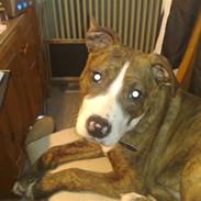 Amerikansk staffordshire terrier Chester