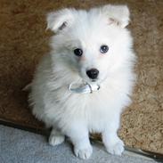 Samojedhund Kiwi (hvalp)