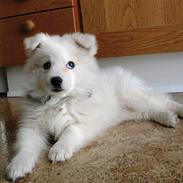 Samojedhund Kiwi  (hvalp)