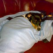 Dansk svensk gaardhund Mathilde