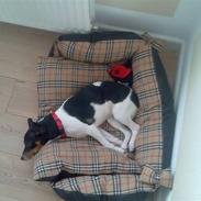 Dansk svensk gaardhund Mathilde