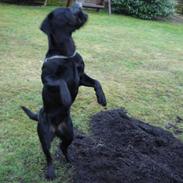 Labrador retriever Mille