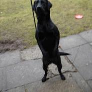 Labrador retriever Mille
