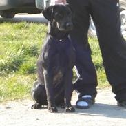 Labrador retriever Mille