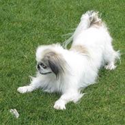 Pekingeser nala