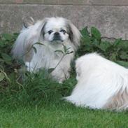 Pekingeser nala