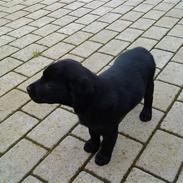 Labrador retriever Malou