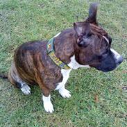 Amerikansk staffordshire terrier Freja<3