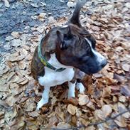 Amerikansk staffordshire terrier Freja<3
