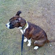 Amerikansk staffordshire terrier Freja<3