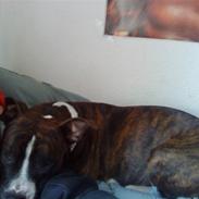 Amerikansk staffordshire terrier Freja<3