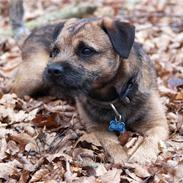 Border terrier Mariesminde Luffe