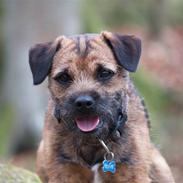 Border terrier Mariesminde Luffe