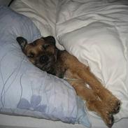 Border terrier Mariesminde Luffe