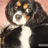 Cavalier king charles spaniel Nelly