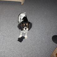 Cavalier king charles spaniel Nelly