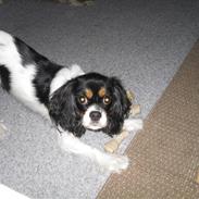 Cavalier king charles spaniel Nelly