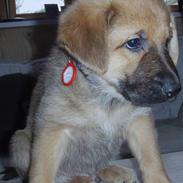 Blanding af racer bato