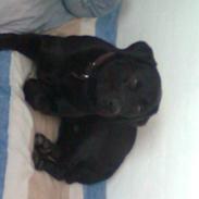 Labrador retriever - Futte ' Rest In Peace 