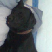 Labrador retriever - Futte ' Rest In Peace 