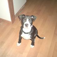Amerikansk bulldog Zac