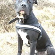 Amerikansk staffordshire terrier Tyson