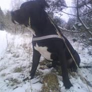 Amerikansk staffordshire terrier Tyson